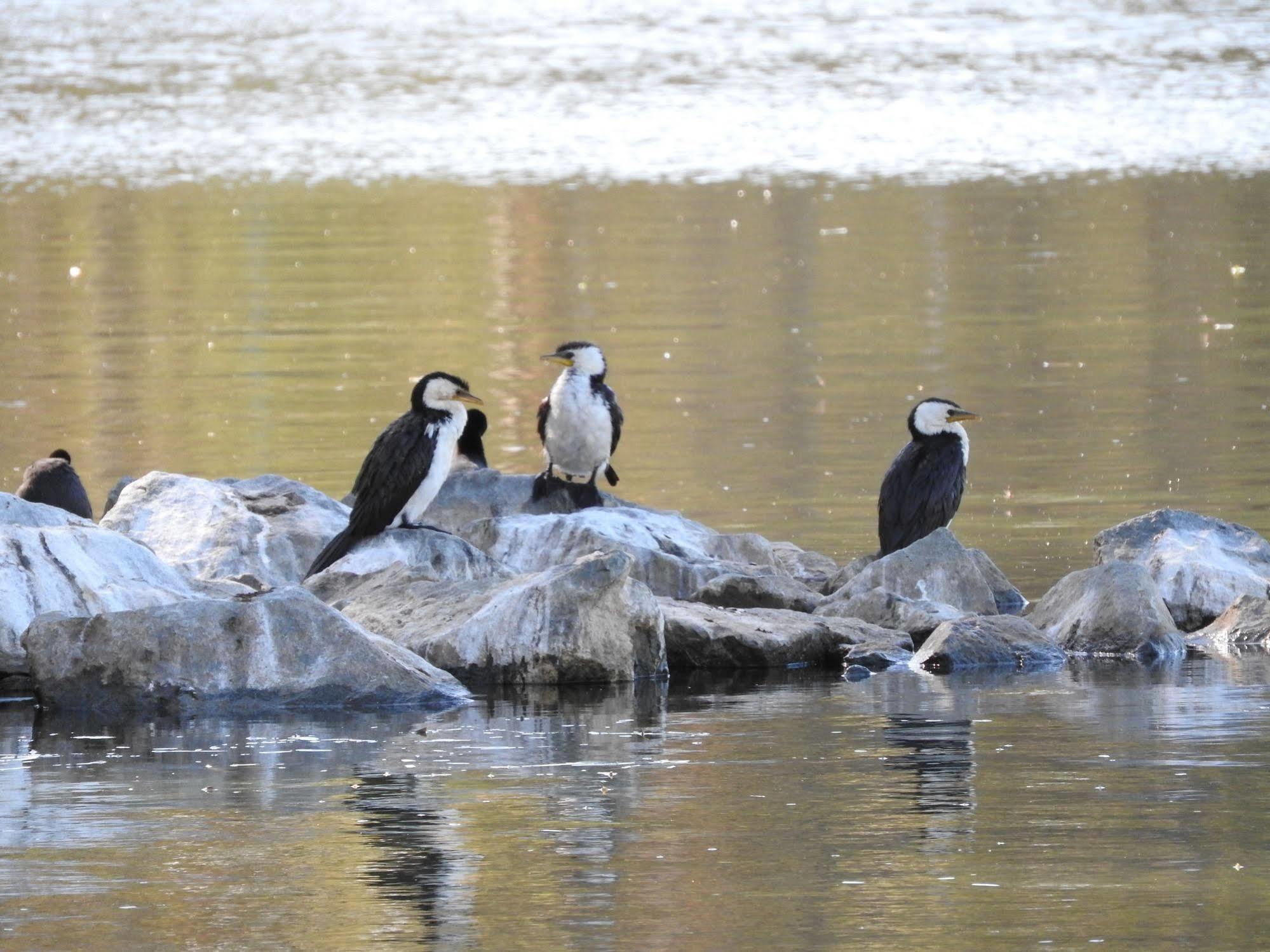 Victoria Lake Holiday Park Shepparton Eksteriør bilde